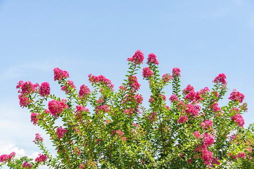 purple crape myrtle blooming flower with space copy on blue sky