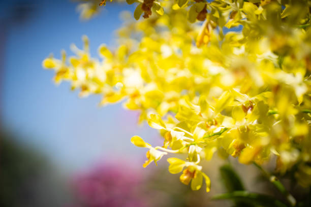Yellow orchid flowers (Ascocentrum miniatum or Vanda miniatum) blossom in ornamental garden
