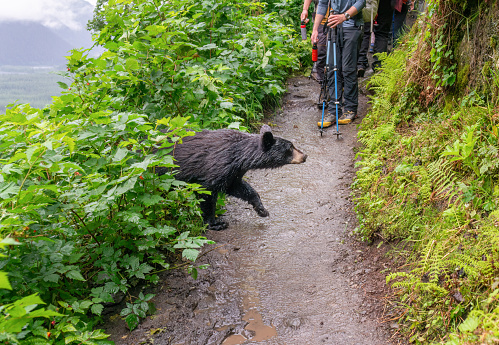 A bear walking out of the bush full of red berries. People holding bear spray and walking poles. Bear encounter at Exit Glacier track. Kenai Fjords National Park. Alaska.