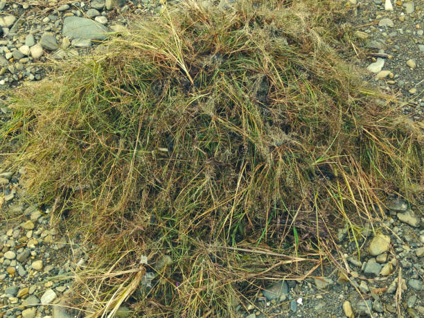 dead and dry grass on the ground. it looks yellow