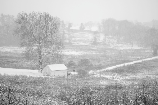 Rural scene looking across a field in a snowstorm with low visibility