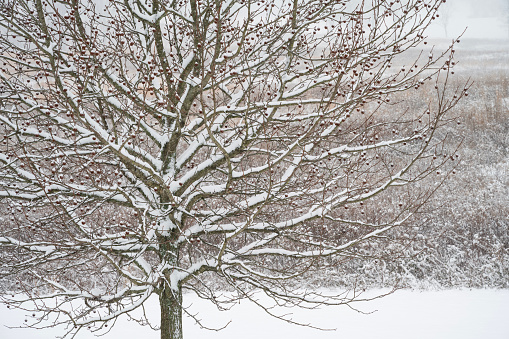 Tree covered with snow at Valley Forge National Historic Park, King of Prussia, Pennsylvania, USA