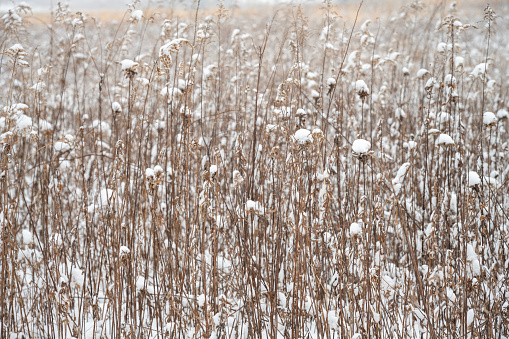 Grass in Winter at Valley Forge National Historic Park, King of Prussia, Pennsylvania, USA