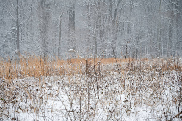 Winter scenery at Valley Forge National Historic Park, King of Prussia, Pennsylvania, USA