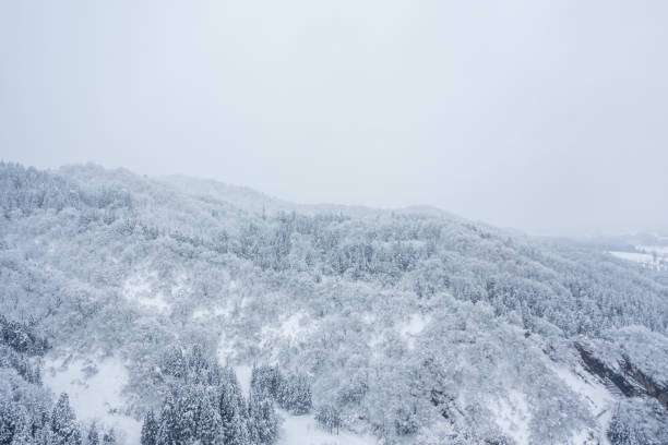 Drone photo: Cedar trees in a snowy mountain covered in pure white snow