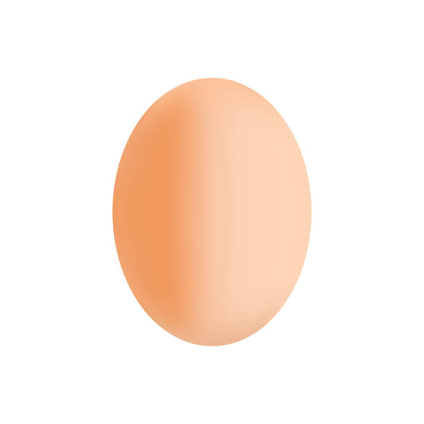 닭 달걀 아이콘, 벡터, 갈색, 단일, 사실적인, 상징, 절연, 통하고 있는, 백색 배경. 부활절 휴일을 위한 템플릿입니다. - white background brown animal egg ellipse stock illustrations