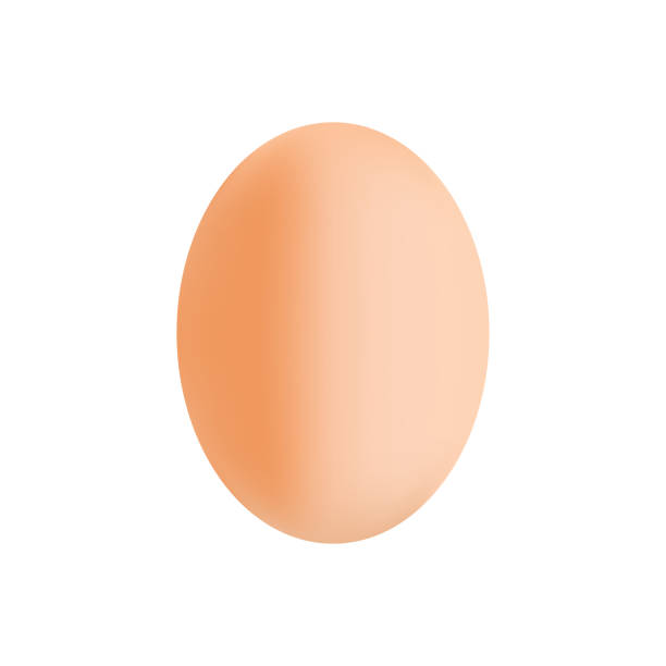 ilustrações de stock, clip art, desenhos animados e ícones de chicken egg icon, vector brown single realistic symbol isolated on white background. template for easter holiday. - white background brown animal egg ellipse