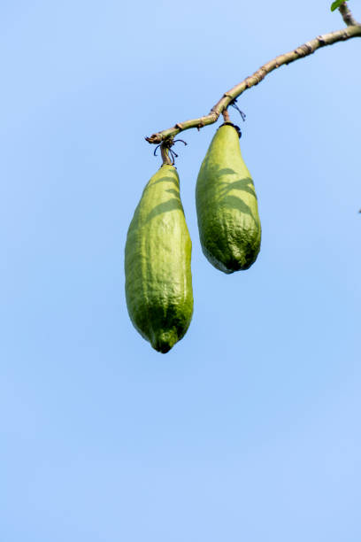 Fruits of cotton tree - Ceiba pentandra (Kapok)