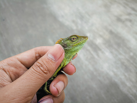 Maned forest lizard (bronchocela jubata) held with forefinger and thumb with only the head visible and the mane at the back of the neck