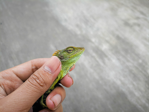 Maned forest lizard (bronchocela jubata) held with forefinger and thumb with only the head visible and the mane at the back of the neck