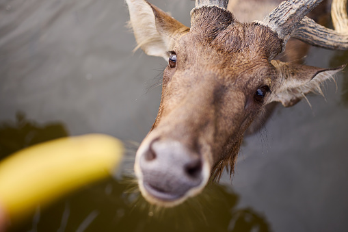 A close-up of a deer being fed a banana while standing in the water