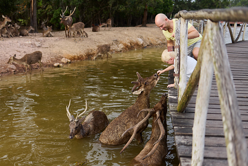 A father visits a nature park with deer in Thailand with his son during his vacation and explains to him a lot about the animals while they feed them