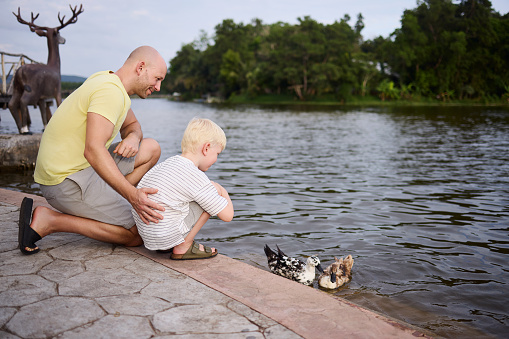 father and son feed ducks together at the lake during his vacation and explains to him a lot about the animals while they feed them