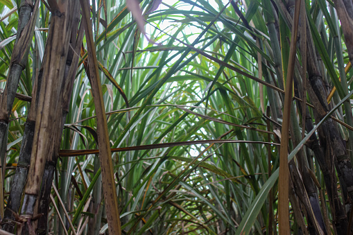 Sugarcane (Saccharum) plants on farmers' land grow well and are well maintained