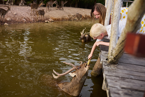 A mother visits a nature park with deer in Thailand with her son during her vacation and explains to him a lot about the animals while she feeds them