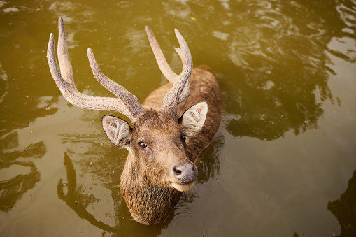 A deer stands in the water and looks up into the camera
