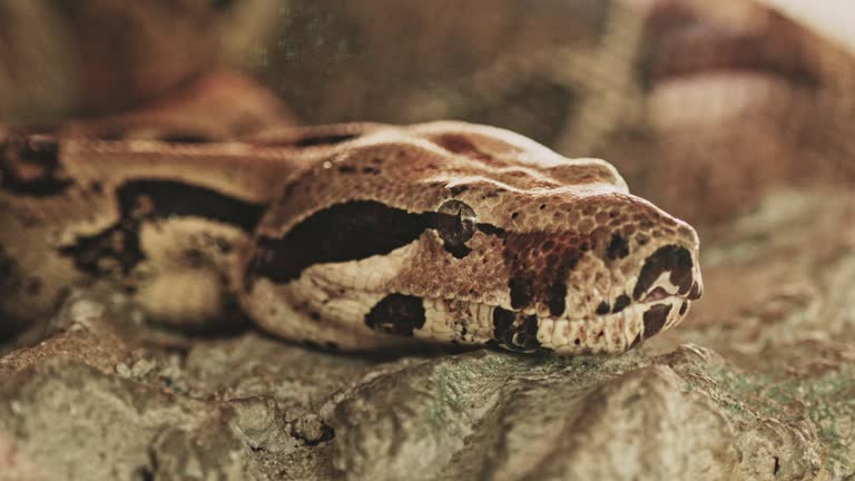 Python reticulatus (reticulated python)