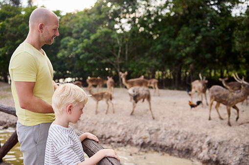 A father visits a nature park with deer in Thailand with his son during his vacation and explains to him a lot about the animals while they feed them