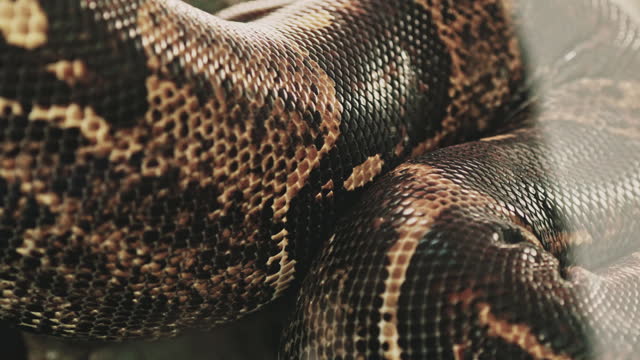 Python reticulatus (reticulated python)