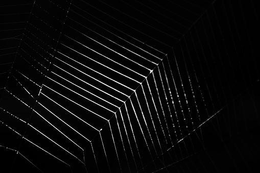 Photo of a real spider's web, taken near the rays of the sun in a dark room. If you look closely you can see chromatic aberrations