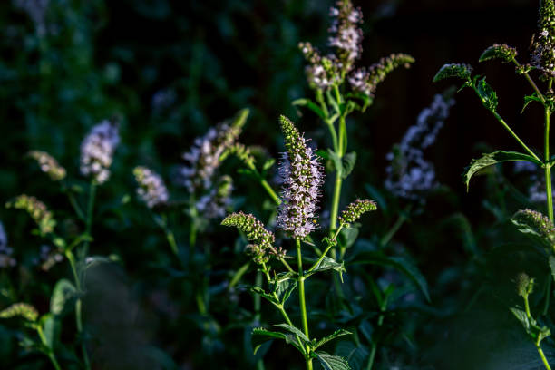 A shot of a mint inflorescence in the morning in the dawn rays of the sun