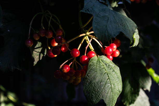 Greenhouse outside