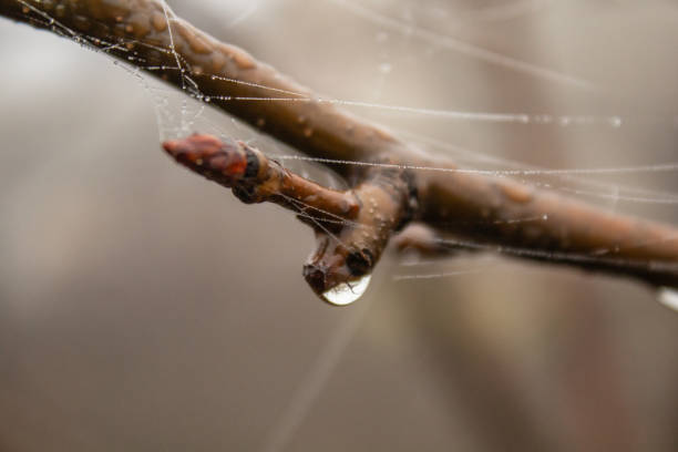 The photo was taken with an open aperture for an enhanced bokeh effect.