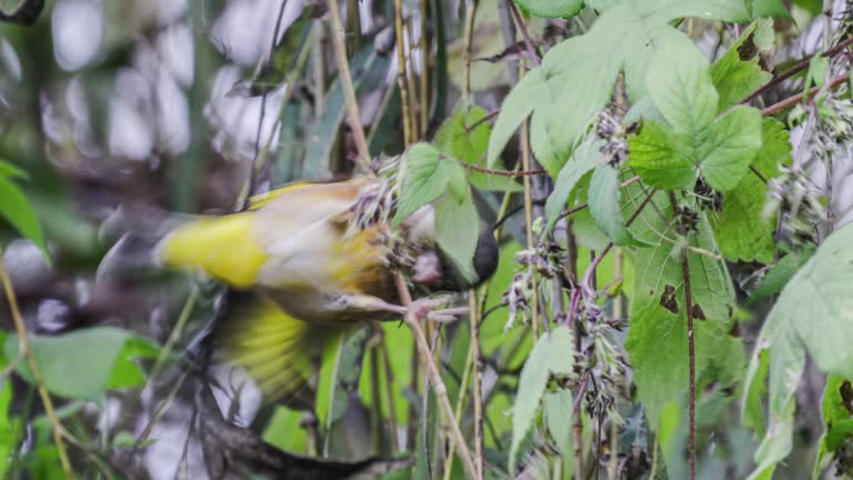 Golden winged sparrows foraging in the bushes