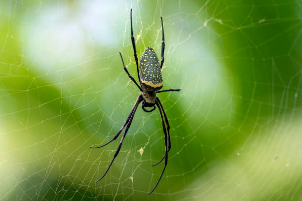 batik golden orb weaver (trichonephila antipodiana) - antipodiana imagens e fotografias de stock