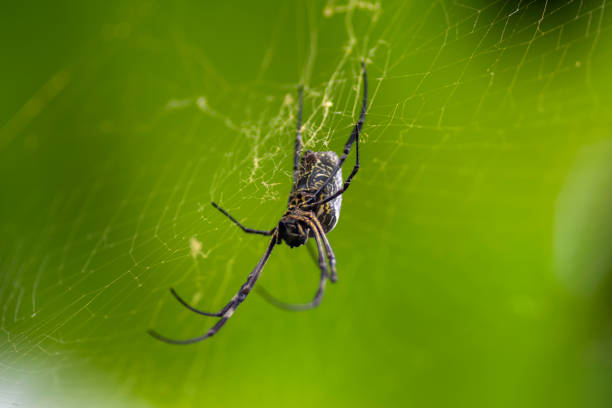 batik golden orb weaver (trichonephila antipodiana) - antipodiana imagens e fotografias de stock