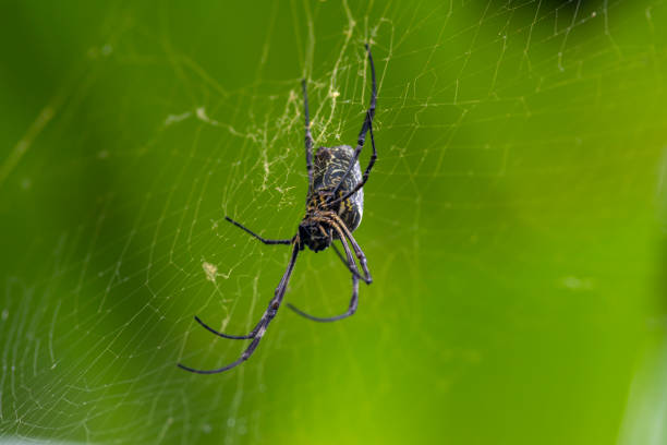 batik golden orb weaver (trichonephila antipodiana) - antipodiana imagens e fotografias de stock