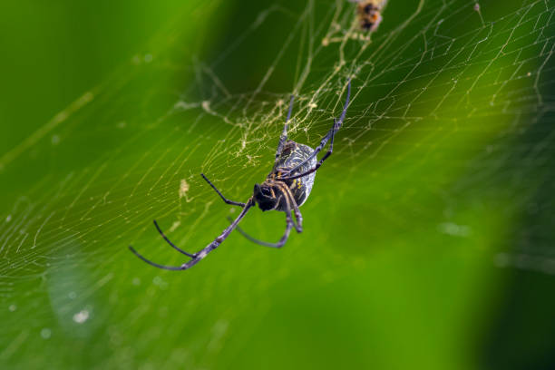 istock Batik Golden Orb Weaver (Trichonephila antipodiana) 2046974432