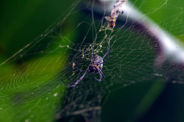 batik golden orb weaver (trichonephila antipodiana) - antipodiana fotografías e imágenes de stock