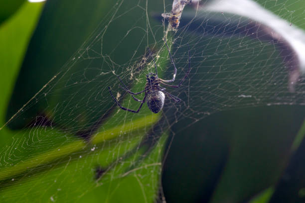 batik golden orb weaver (trichonephila antipodiana) - antipodiana fotografías e imágenes de stock