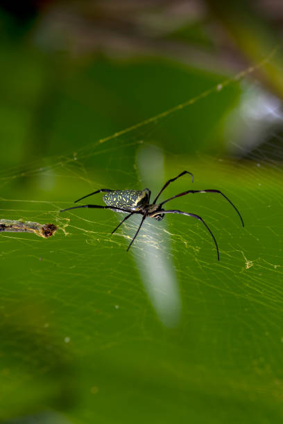 sobre todo golden orb weaver (trichonephila antipodiana) - antipodiana fotografías e imágenes de stock