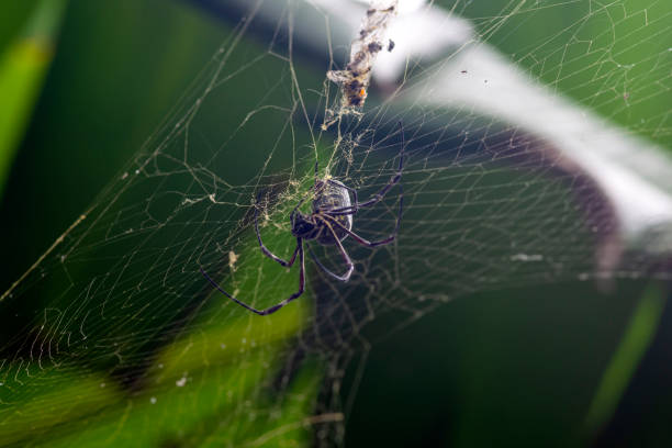 batik golden orb weaver (trichonephila antipodiana) - antipodiana fotografías e imágenes de stock