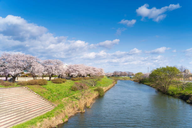 Riverside with cherry blossoms in full bloom