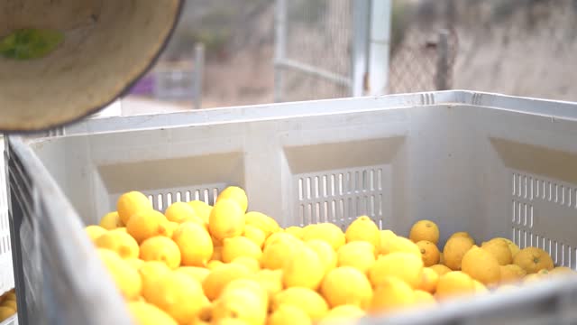 Picking lemons from citrus trees and farm workers throwing them from carry cot into boxes, selecting the best ones by hands.