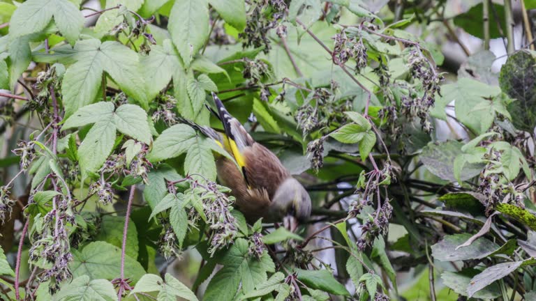 Golden winged sparrows foraging in the bushes