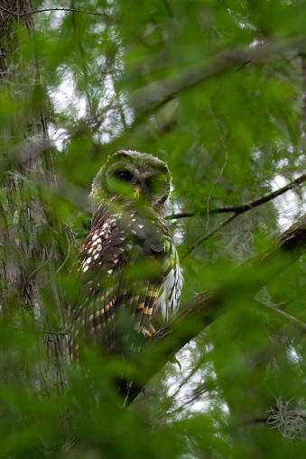 This young barred owl stares back as I snap this photo of it