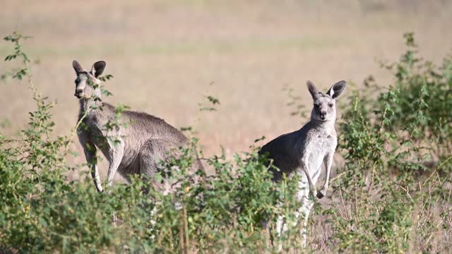 Eastern Grey Kangaroo's