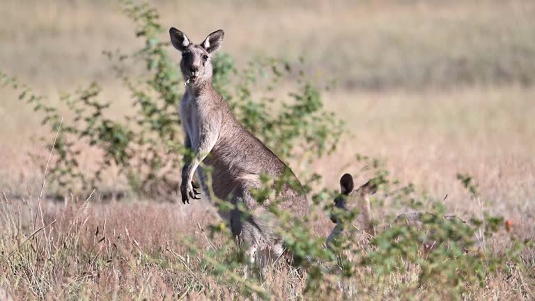 Eastern Grey Kangaroo's