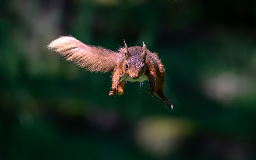 A squirrel leaps from a meadow with tall grass in the background