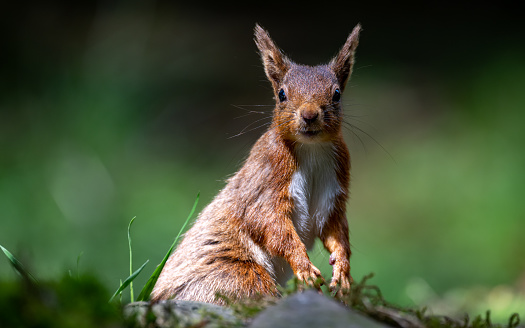 A squirrel stands on hind legs in grass, gazing forward