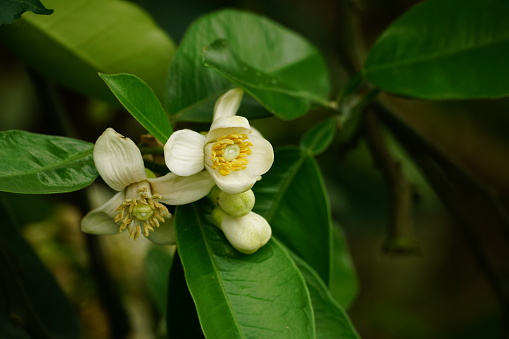 Close-up of grapefruit flowers blooming on the tree - Pomelo