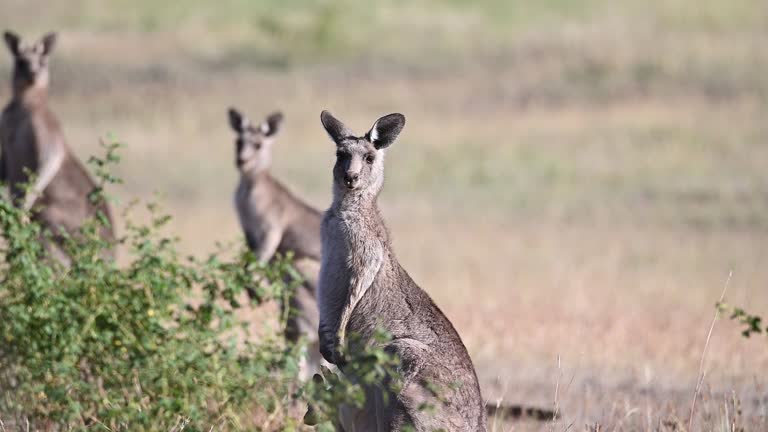 Eastern Grey Kangaroo's