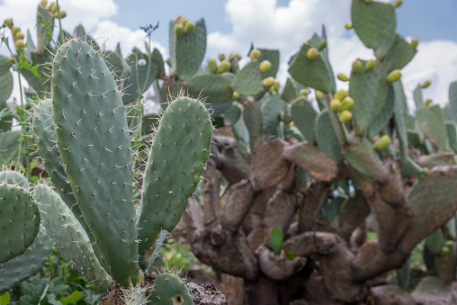 Fields of prickly pear cultivation offering scenic views of plants and fruit.