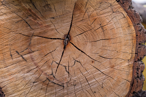 Close-up view of a tree trunk wood.