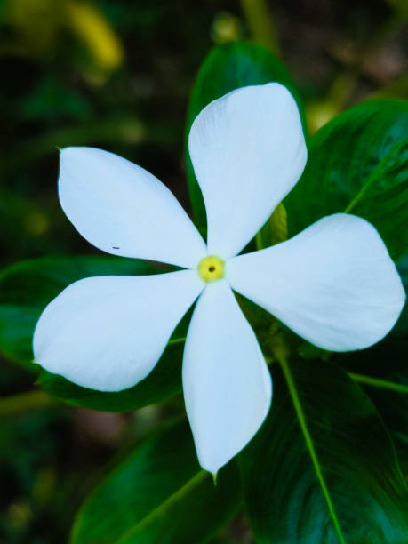 istock white flower pictures 2047081577