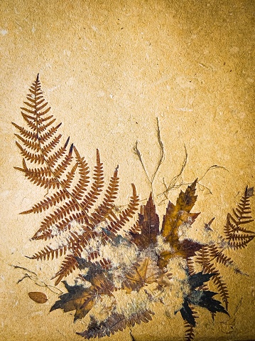 Closeup photo of a piece of brown and beige toned paper made with foraged plant fibres and dried grass, leaves and ferns.